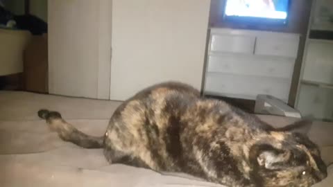 She protecc, she attacc