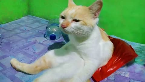 Funny Cats
