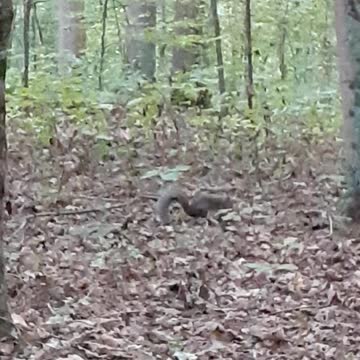 Squirrel running around