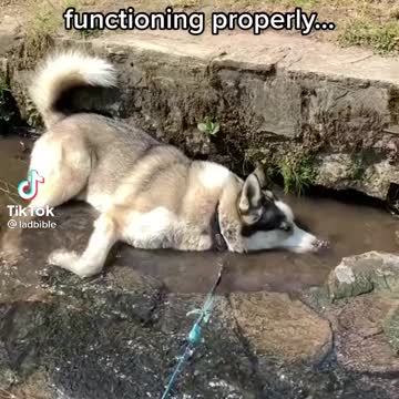 Dog sleeping in water