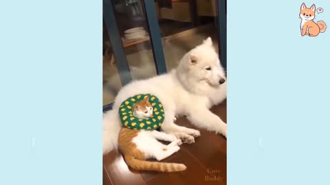 Cute Cat and Dog Funny Video 2021