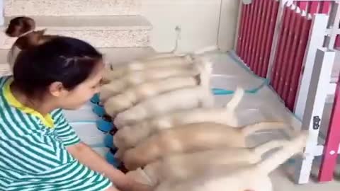 Funniest & Cutest Labrador Puppies #2 - Funny Puppy Videos 2020