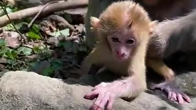 Cute Monkey China & Funny Love monkey_ Animals Love #Short (321)