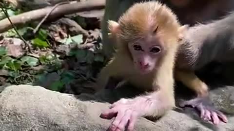 Cute Monkey China & Funny Love monkey_ Animals Love #Short (321)