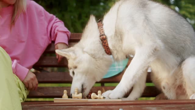 Best dog training techniques and special classes-9