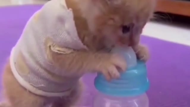 cute baby cat video