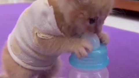 cute baby cat video