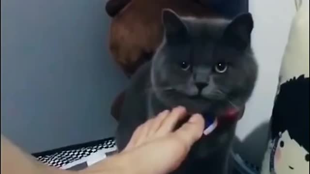 The cat's action hit me deeply