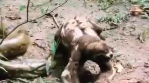 anaconda attack #shorts