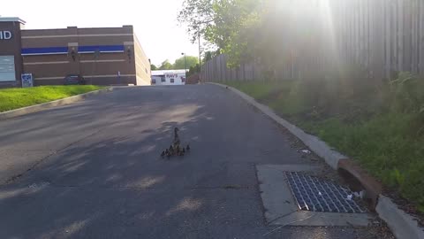 Duckling rescued from the drain