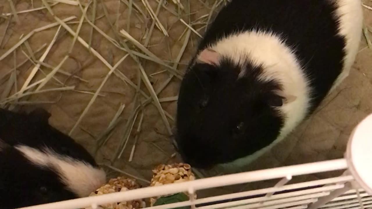 ASMR Guinea Pigs Eating Crunch Sticks