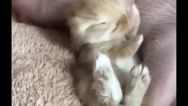 Animals SOO Cute Just a relaxing video fun