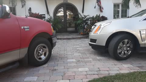 Dog showing door manners