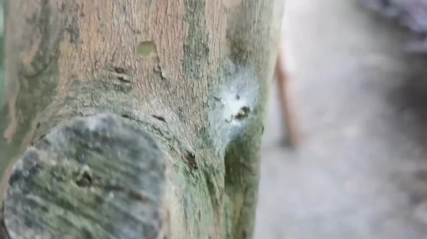 little ant descending the tree