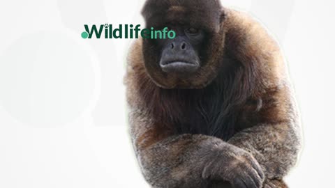 Discover the Enigmatic Charm of the Brown Woolly Monkey: Nature's Cozy Wonder
