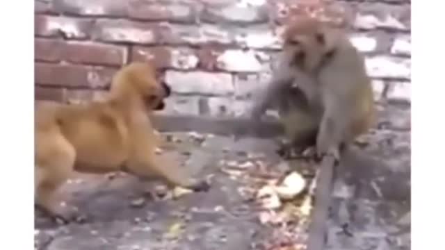 Pet dogs and monkeys gang war like a humans ,very funny 🤣