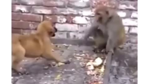 Pet dogs and monkeys gang war like a humans ,very funny 🤣