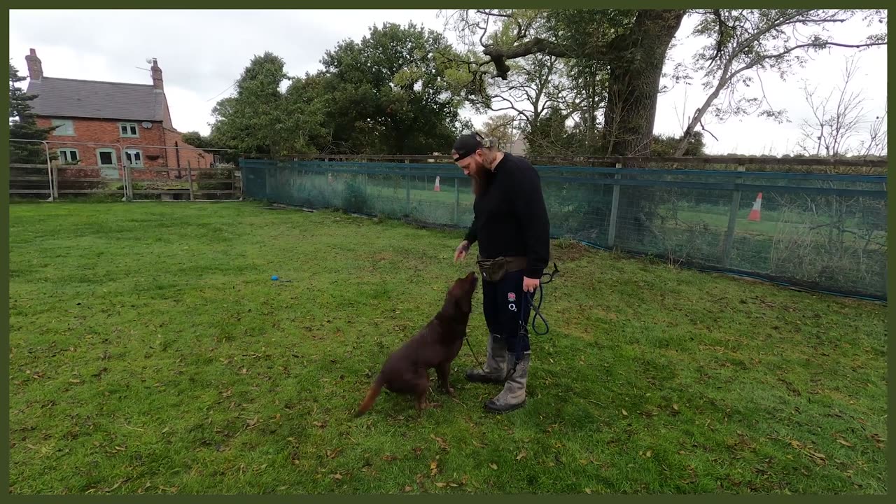 ABANDONED LABRADOR NIGHTMARE ON LEAD