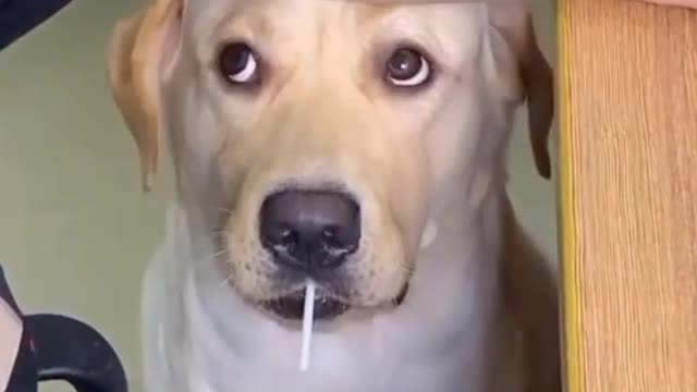 Dog funny video