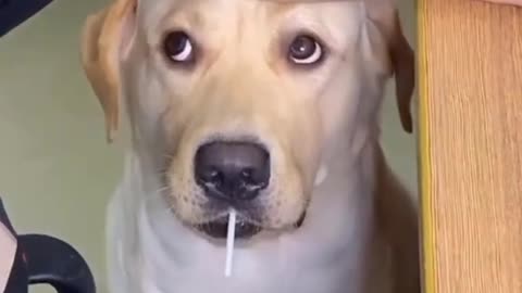 Dog funny video