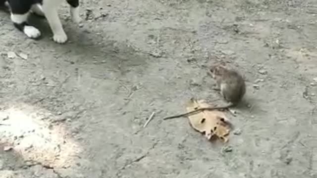 Cat and rat like Tom and Jerry, Funny Training