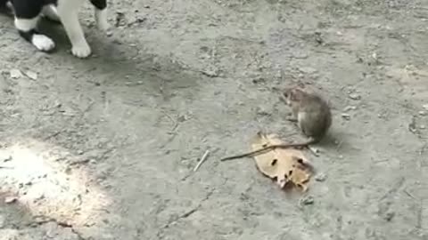 Cat and rat like Tom and Jerry, Funny Training