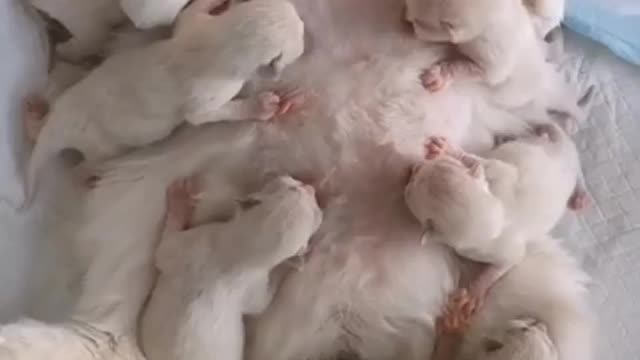 baby cats with mom | funny cat clips | cat videos #shorts #funnyvideo