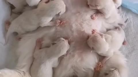 baby cats with mom | funny cat clips | cat videos #shorts #funnyvideo