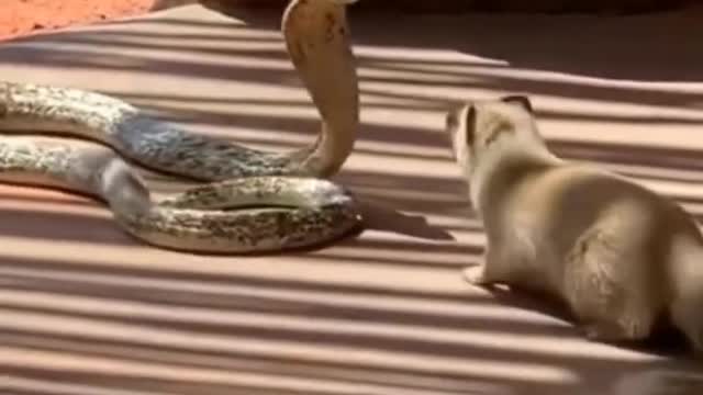 Funny video of a snake and its prey!!!!😂😂😂