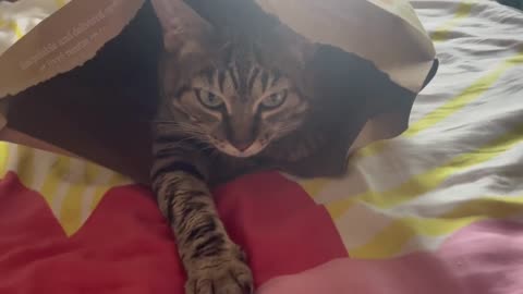 A Cat Stuck in a Bag #3