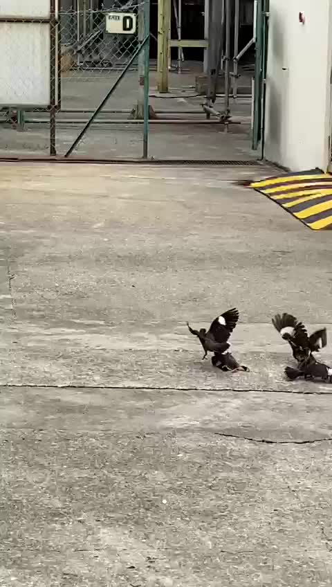 Bird fighter