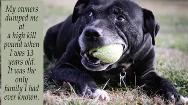 Oreo, 13 Years Old, Dumped By Only Family He Knew