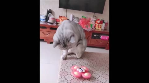 Cute and cat funny video to keep you smiling ☺️