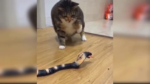 Funny cat videos #3 | tranding cat videos, cat sound, cat voice, cat song