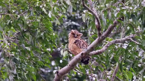 The Malay fishing owl