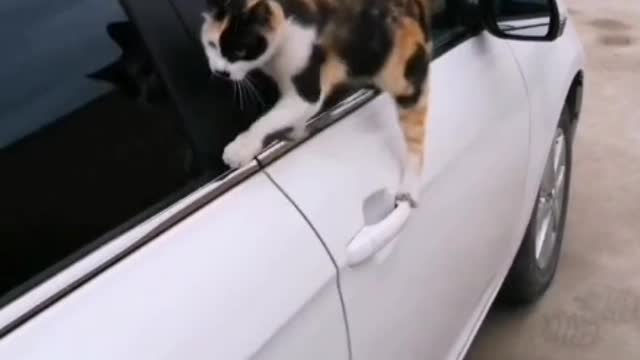 It has black and white fur and a pair of small ears