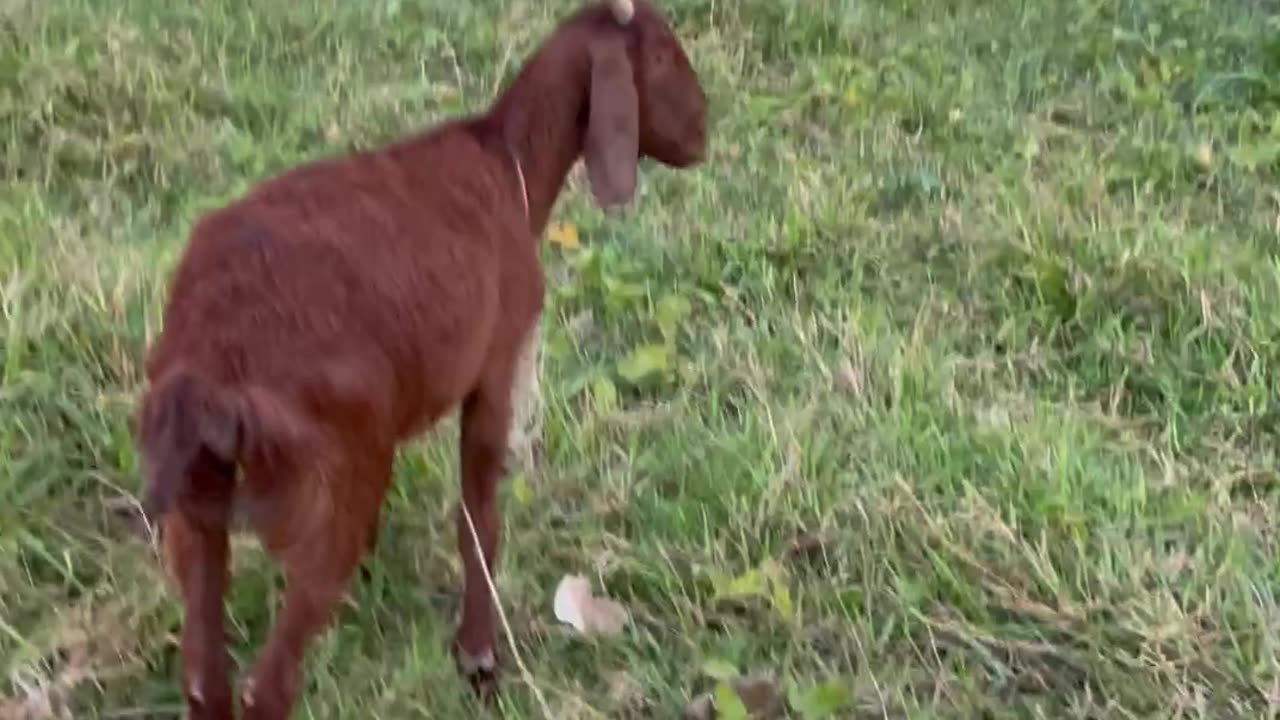 so beautiful goat, goat red4