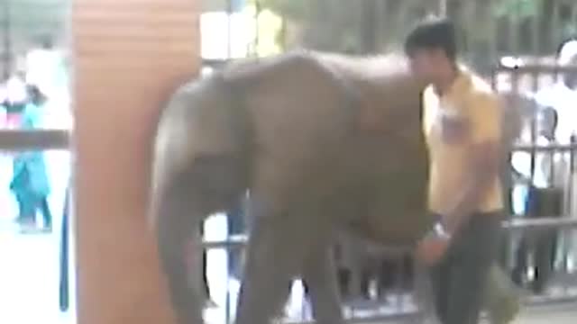 People gathering for an elephant. Its the exhibition of a beautiful elephant