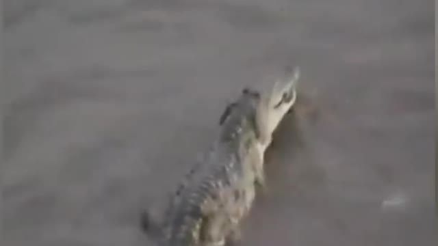 WILD ANIMALS HUNTING PREY COMPILATION RELAX FOR LIFE #3