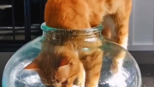 Cute & Funny Animals Compilation Videos