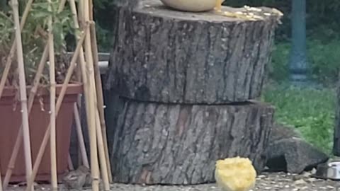 Squirrel Nibbles On Carved Pumpkin