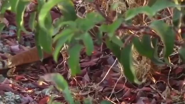 Snake eating by monitor lizard 🦎