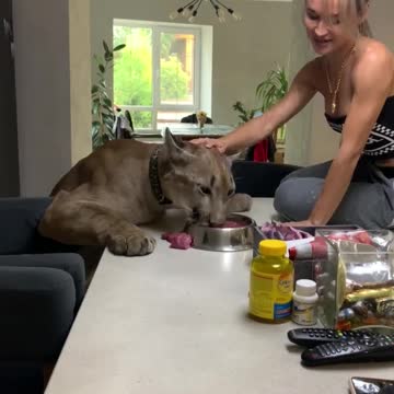 Pet puma enjoys a hearty lunch