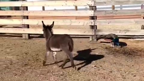 Funny Animals