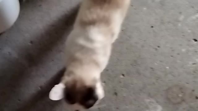 Emperor Biden Has Spoken !!