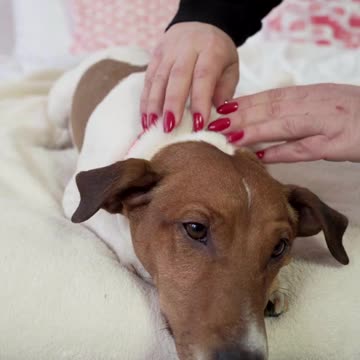 Dog Lying On Bed While Getting A Massage