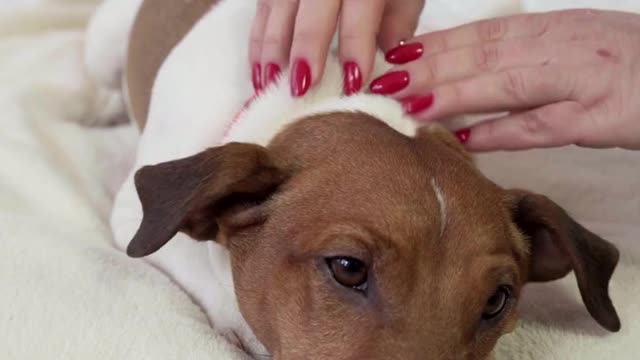 Dog Lying On Bed While Getting A Massage