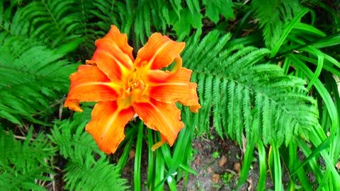 Tiger Lily