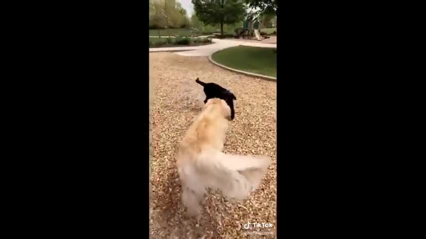 Funny Animal Videos That Are IMPOSSIBLE Not To Laugh At