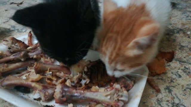 Nathaniel Black Cat Was Hungry Along With Sister Jacklin